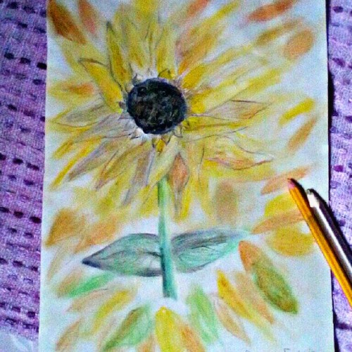 Sunflower