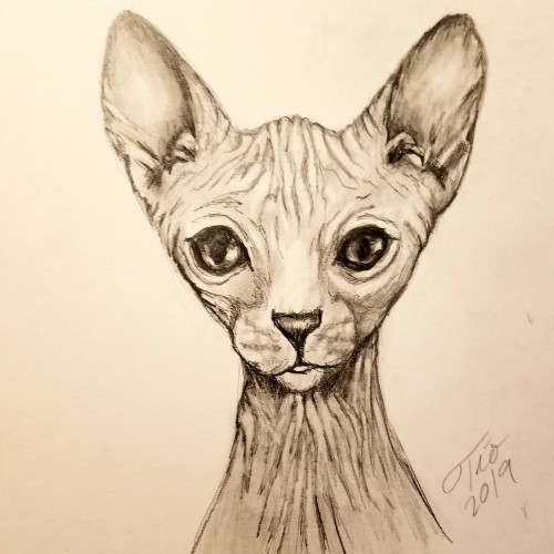 Hairless cat