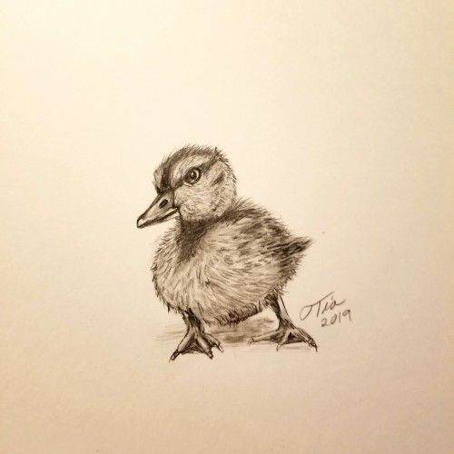 Little duckling