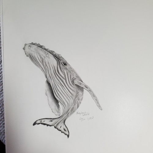 Humpback whale