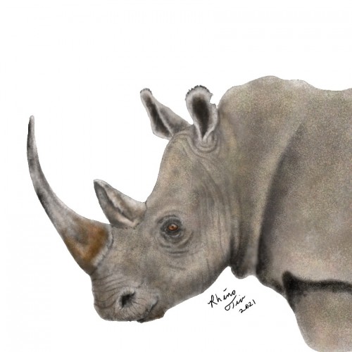 RHINO