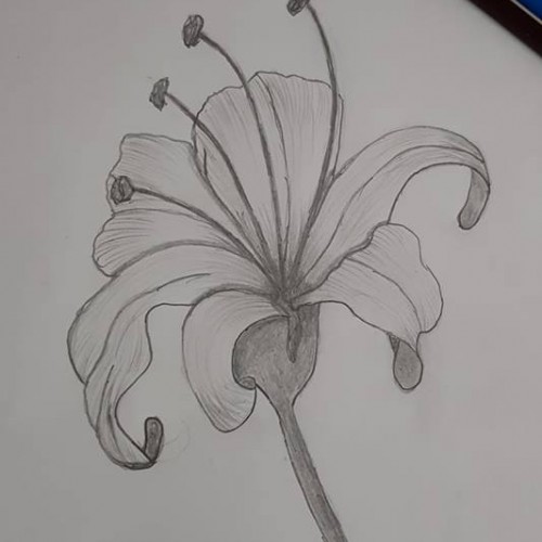 Pencil Drawing- Flower