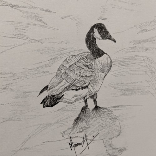 Sketch of a goose