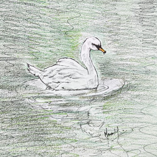 Swan