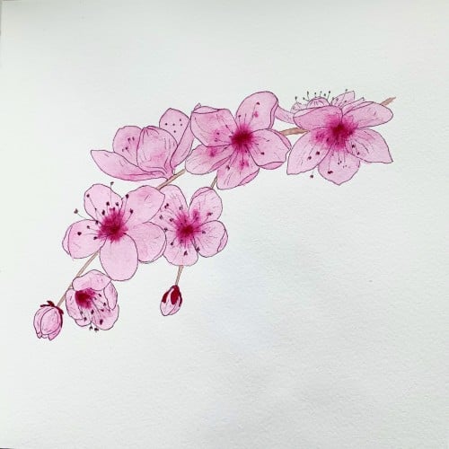 Cherry/Plum Blossom