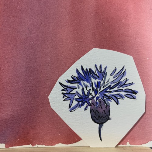 Cornflower sketch