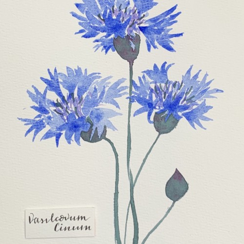 Cornflower Illustration.