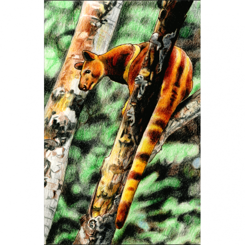 Tree Kangaroo