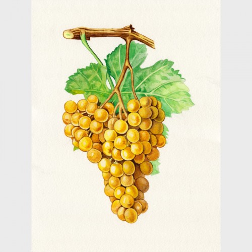 Watercolor Grapes