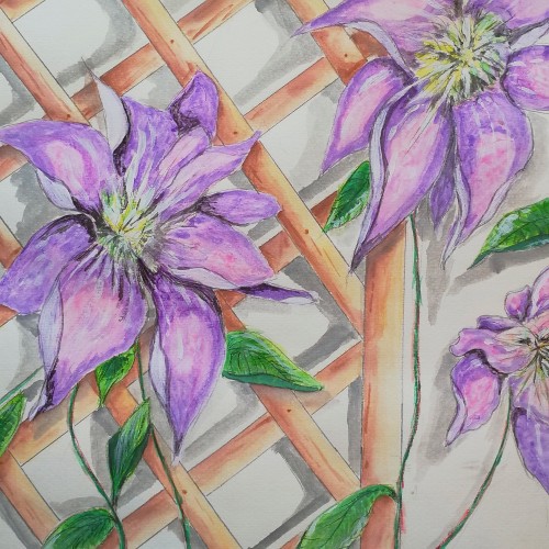 Clematis