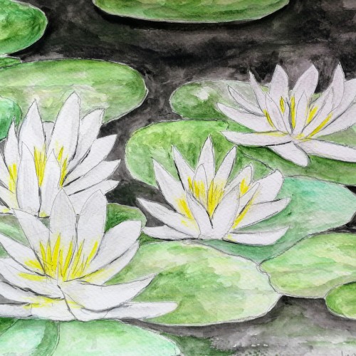 Water lilies