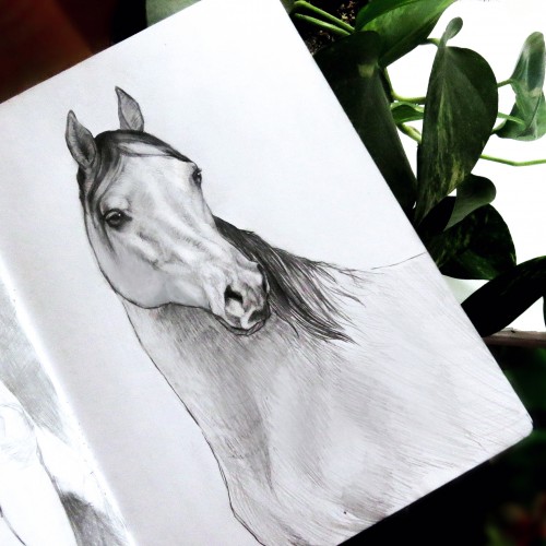 Horse Drawing