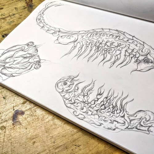 Fairy shrimp