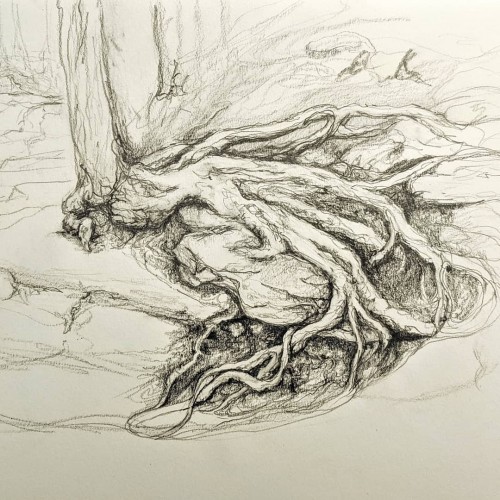 Roots...a longer scketch