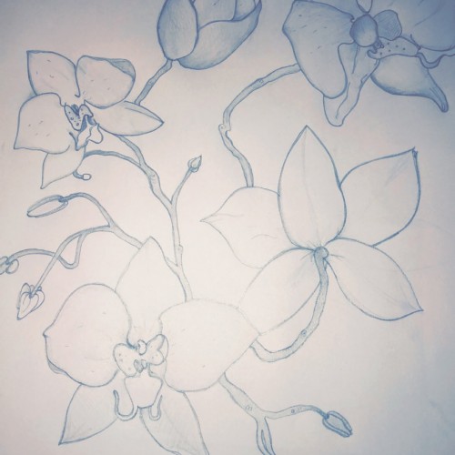 Orchids