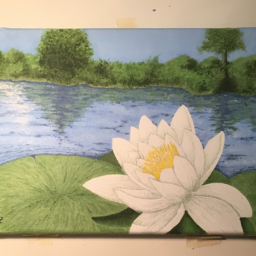 Waterlily