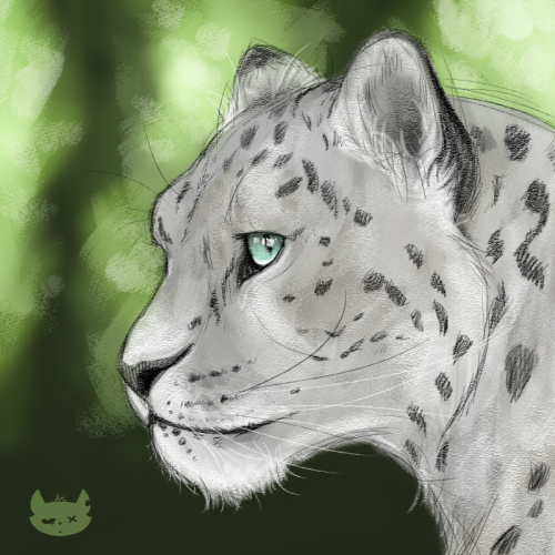 Snow Leopard Sketch