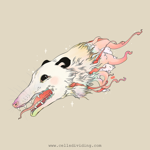 Opossum Illustration