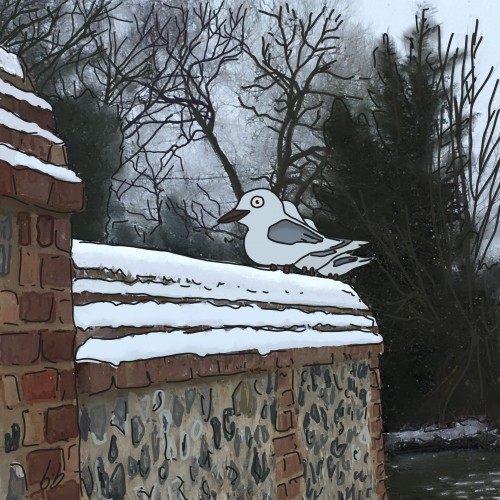 Snowy gulls