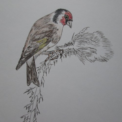 Carduelis