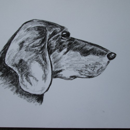 Dog´s quick portrait