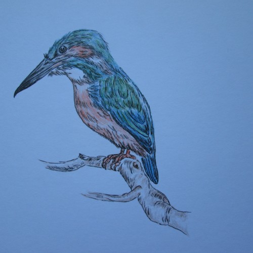 Alcedo