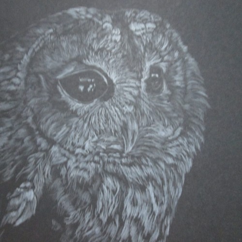 Owl