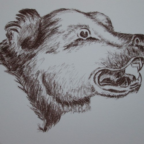 A bear