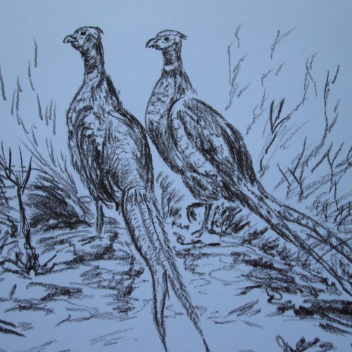 Pheasants