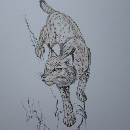 Lynx