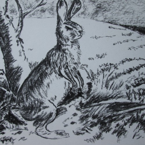 Hare