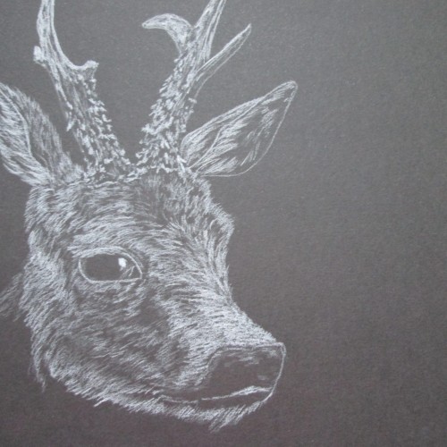A roe deer