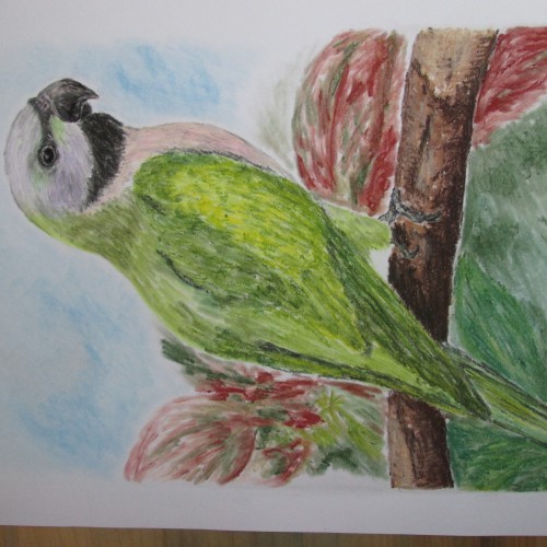 Parrot (Psittacula alexandri)