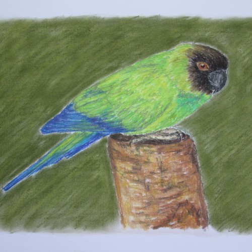 Green parrot