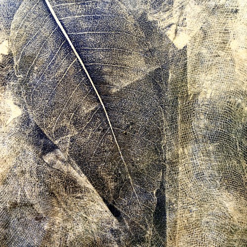 Leaf and muslin