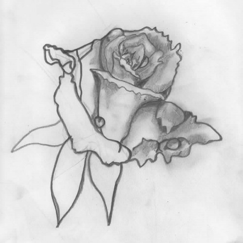 The Rose Drawing