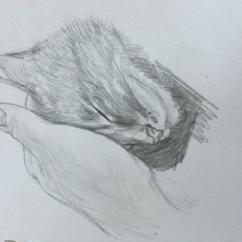 Cat cuddle sketch