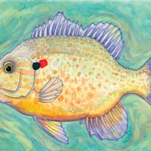 Study of a Pumpkinseed Fish