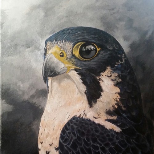 Peregrine