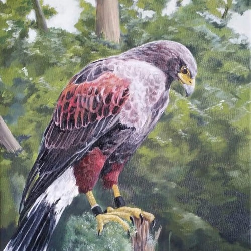 Harris Hawk