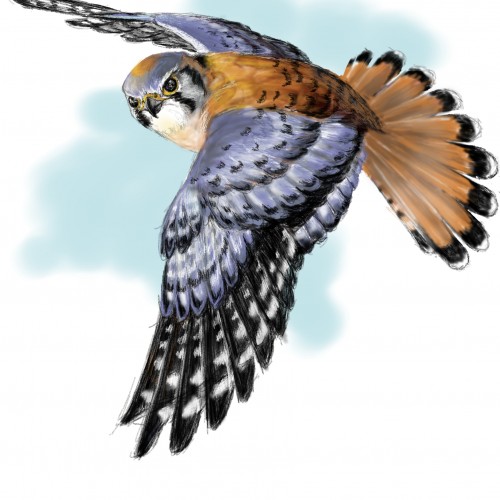 American Kestrel