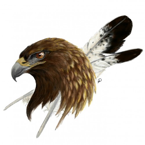 Golden Eagle