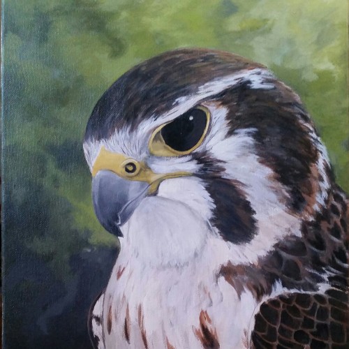Prairie Falcon Portrait