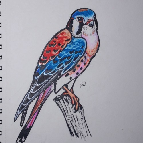 Neon Kestrel