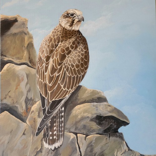 Saker Falcon