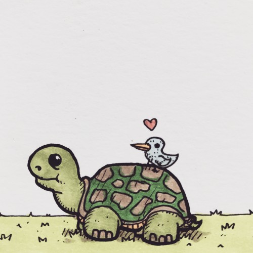 Turtle love