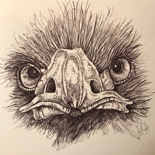 Fierce Ostrich