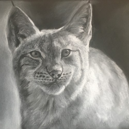 Lynx