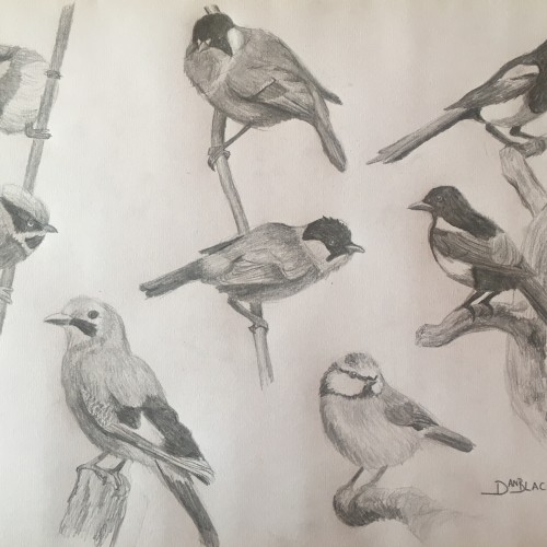 Bird sketches