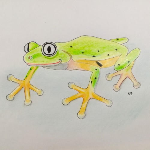 Poison art frog